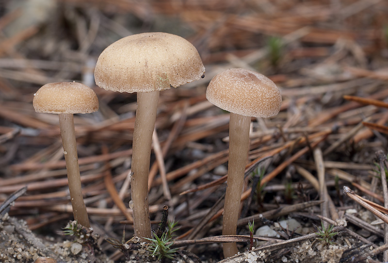 Pseudoopmhalina pachyphylla